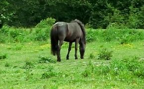 Voracious hottie rides fuckmate's juicy big dong wildly